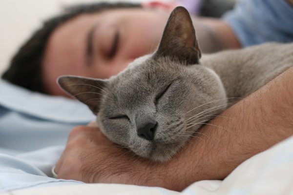 13 Clear Signs Prove That Your Cat Loves You! 3 13 Clear Signs Prove That Your Cat Loves You! 540559285 b9d2baba76 b | Behaviour & Training