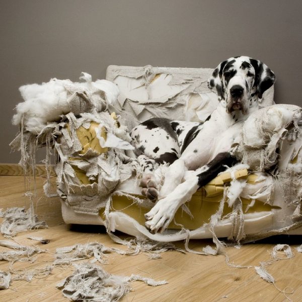 How to Know That Your Dog Is Suffering from Depression?! 6757407 orig | Behaviour & Training