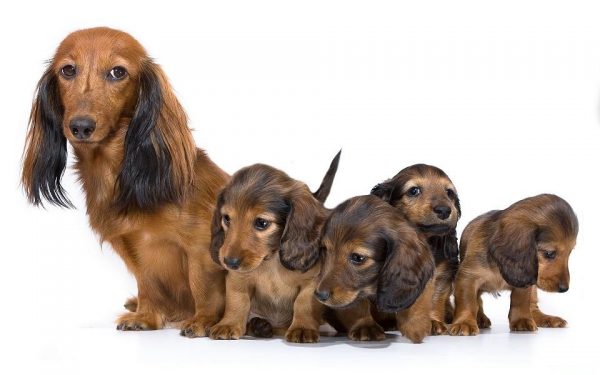 Find out the First Signs Of Your Dog's Pregnancy! 3 Find out the First Signs Of Your Dog's Pregnancy! 6914875 orig | Behaviour & Training