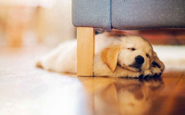 How to Know That Your Dog Is Suffering from Depression?! 99145 dog puppy retriever p | Behaviour & Training