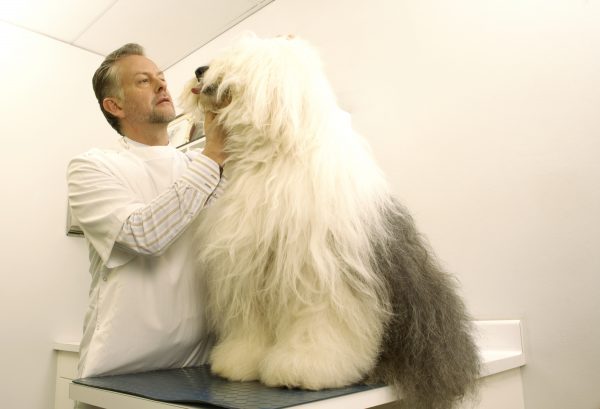 Find out the First Signs Of Your Dog's Pregnancy! 14 Find out the First Signs Of Your Dog's Pregnancy! A vet check a dog | Behaviour & Training