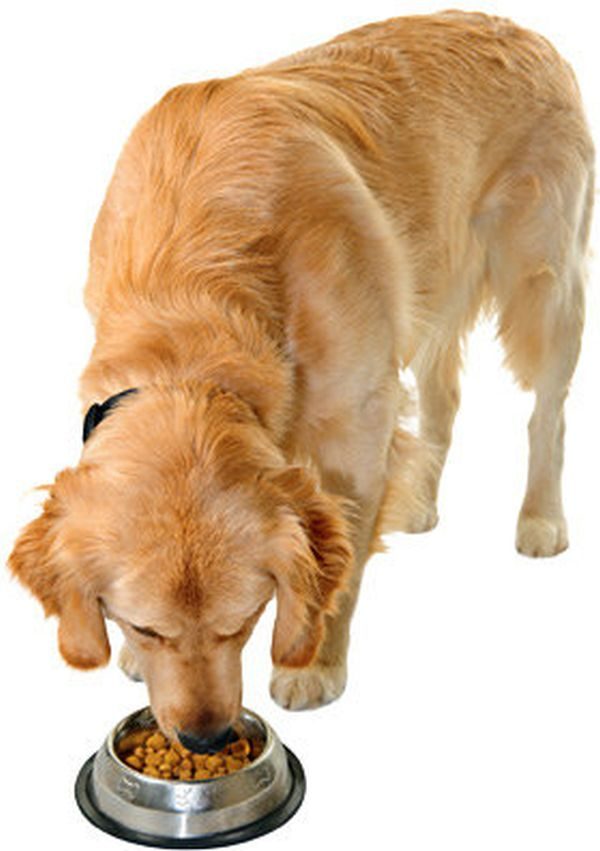 Find out the First Signs Of Your Dog's Pregnancy! 6 Find out the First Signs Of Your Dog's Pregnancy! CACHORRO GOLDEN RETRIEVER COMIDA site | Behaviour & Training