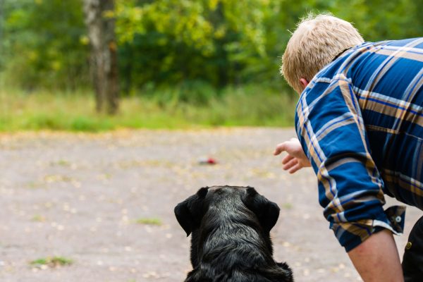 How To Know If Your Dog Is Intelligent? Dog Obedience Training | Behaviour & Training