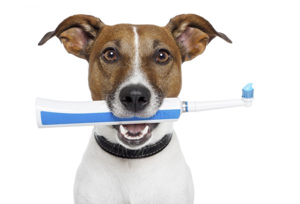 Watch out! You Could Be Shortening Your Dog's Life DogTeeth | Dogs