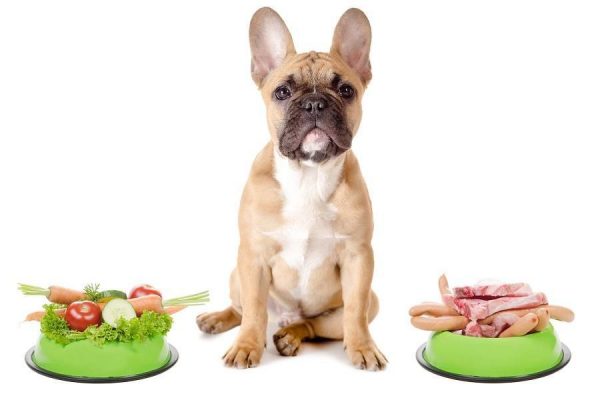 Watch out! You Could Be Shortening Your Dog's Life Dogs Choice | Dogs