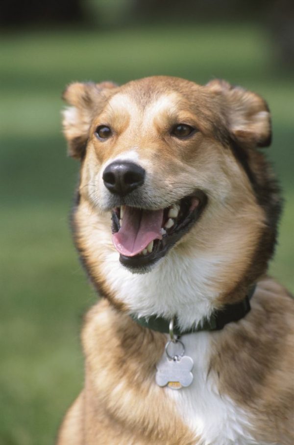 Watch out! You Could Be Shortening Your Dog's Life Dogs ID | Dogs