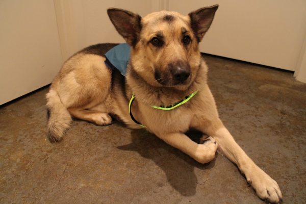 How To Know If Your Dog Is Intelligent? LightUpDogHarness FinalTest | Behaviour & Training