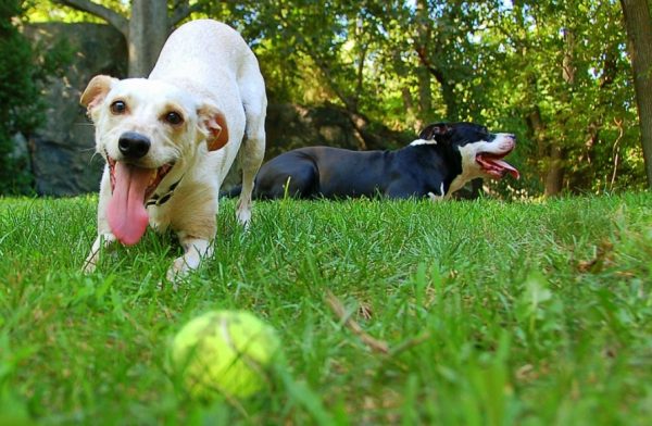How to Know That Your Dog Is Suffering from Depression?! Play | Behaviour & Training