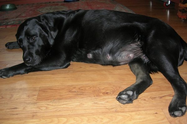 Find out the First Signs Of Your Dog's Pregnancy! 5 Find out the First Signs Of Your Dog's Pregnancy! Pregnant Dog | Behaviour & Training