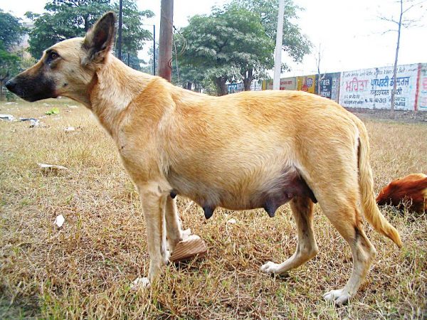 Find out the First Signs Of Your Dog's Pregnancy! 9 Find out the First Signs Of Your Dog's Pregnancy! Pregnant female dog | Behaviour & Training