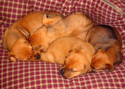7 Shocking Facts About Dog STDs 5 puppies-might-die-due-to-dog-stds
