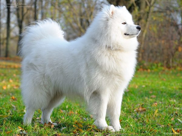 Find out the First Signs Of Your Dog's Pregnancy! 13 Find out the First Signs Of Your Dog's Pregnancy! Samoyed expensive dog breeds | Behaviour & Training