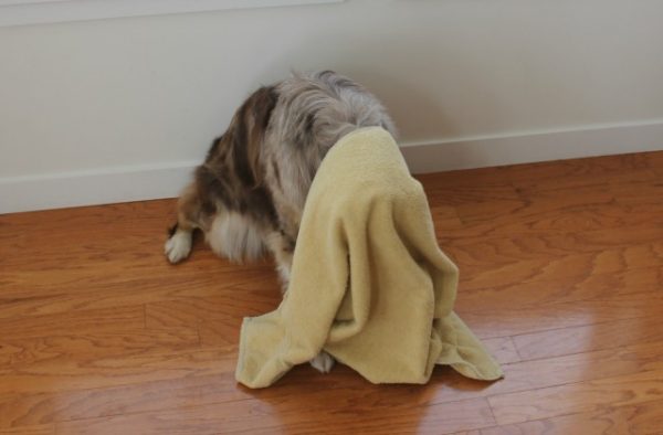 How To Know If Your Dog Is Intelligent? Towel Test | Behaviour & Training