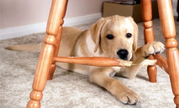 How to Know That Your Dog Is Suffering from Depression?! a4 | Behaviour & Training