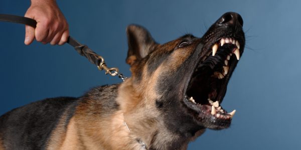 How To Know If Your Dog Is Intelligent? barking dog | Behaviour & Training