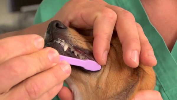 brushing dog teeth brushing dog teeth |