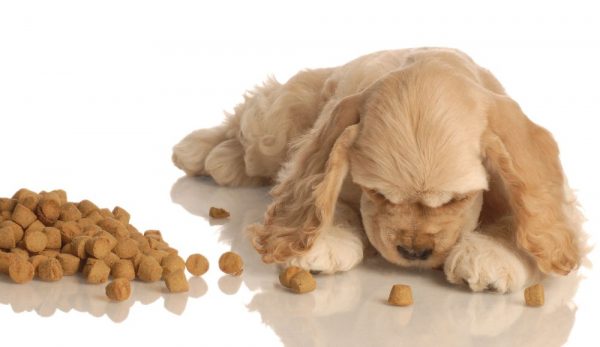Find out the First Signs Of Your Dog's Pregnancy! 7 Find out the First Signs Of Your Dog's Pregnancy! cachorroecomida01 | Behaviour & Training