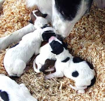 7 Shocking Facts About Dog STDs 4 canine-herps-virus-01