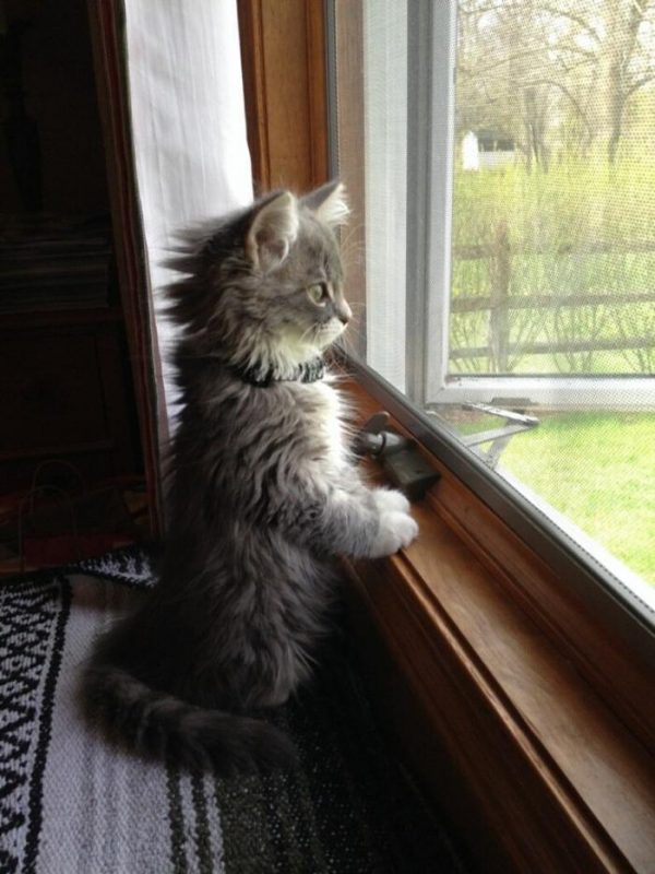 13 Clear Signs Prove That Your Cat Loves You! 8 13 Clear Signs Prove That Your Cat Loves You! cat awaits | Behaviour & Training