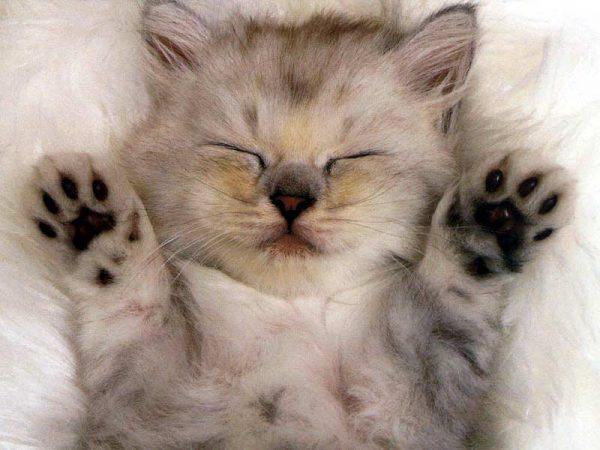 13 Clear Signs Prove That Your Cat Loves You! 19 13 Clear Signs Prove That Your Cat Loves You! cat blinking 1 | Behaviour & Training