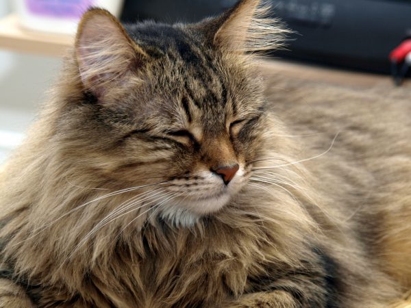 13 Clear Signs Prove That Your Cat Loves You! 20 13 Clear Signs Prove That Your Cat Loves You! cat blinking2 | Behaviour & Training