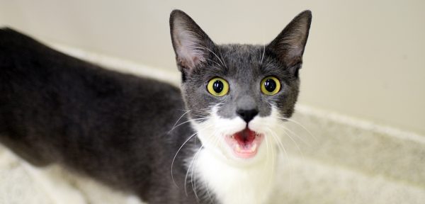 Learn More About Your Cat's Body Language 13 Learn More About Your Cat's Body Language cat care meowing and yowling main image | Behaviour & Training