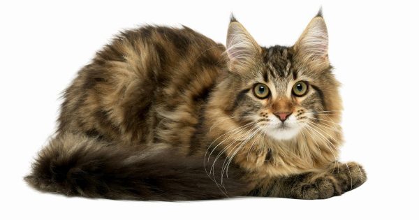 Learn More About Your Cat's Body Language 14 Learn More About Your Cat's Body Language cat ears | Behaviour & Training