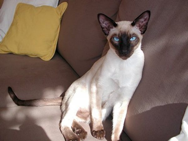 Learn More About Your Cat's Body Language 11 Learn More About Your Cat's Body Language cat eye | Behaviour & Training