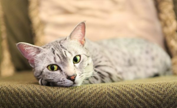 Learn More About Your Cat's Body Language 12 Learn More About Your Cat's Body Language cat lying down closeup 2 | Behaviour & Training
