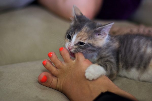13 Clear Signs Prove That Your Cat Loves You! 17 13 Clear Signs Prove That Your Cat Loves You! cat playful bites | Behaviour & Training