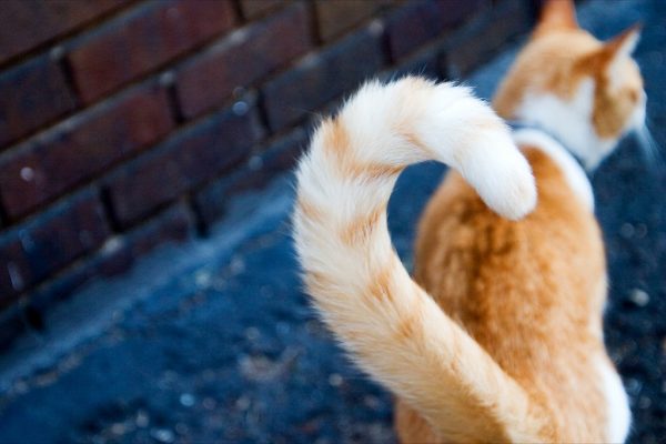 Learn More About Your Cat's Body Language 8 Learn More About Your Cat's Body Language cat tail 3 | Behaviour & Training
