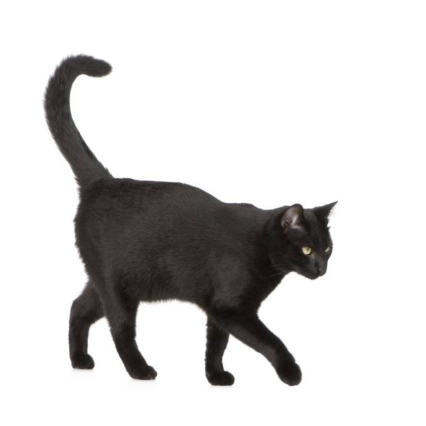 Learn More About Your Cat's Body Language 7 Learn More About Your Cat's Body Language cat tail | Behaviour & Training