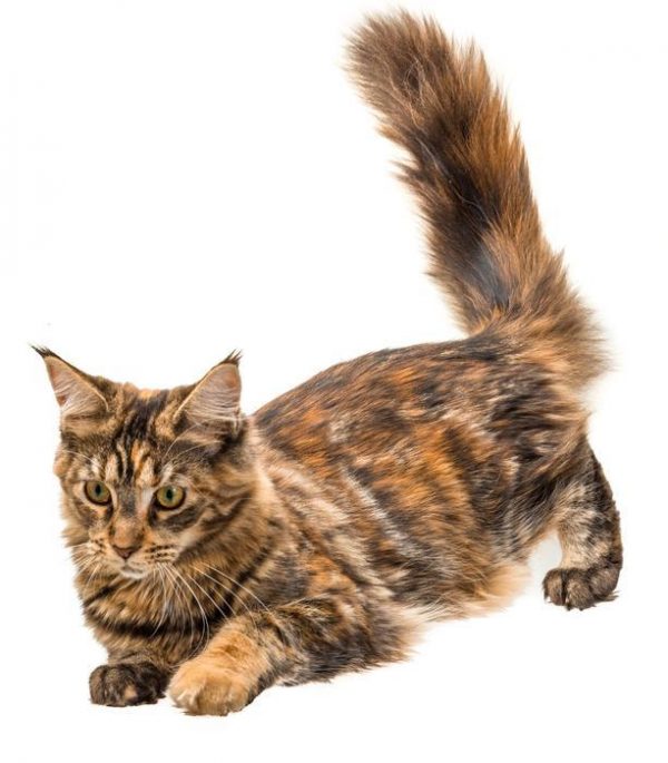 13 Clear Signs Prove That Your Cat Loves You! 11 13 Clear Signs Prove That Your Cat Loves You! cat tail Andrey Starostin Fotolia large | Behaviour & Training