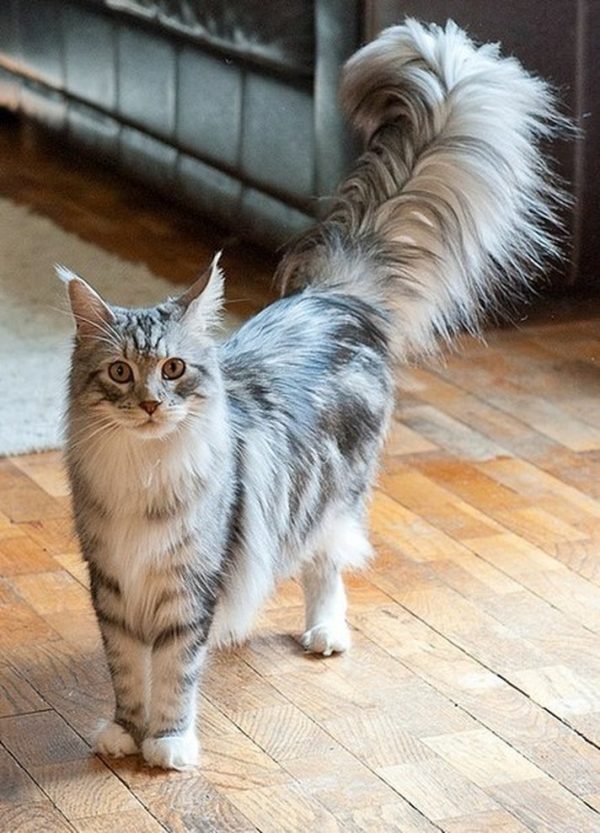 Learn More About Your Cat's Body Language 15 Learn More About Your Cat's Body Language cat tail3 | Behaviour & Training