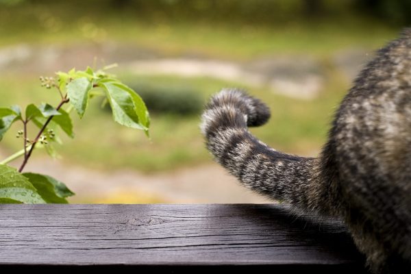 Learn More About Your Cat's Body Language 9 Learn More About Your Cat's Body Language cat tail4 | Behaviour & Training