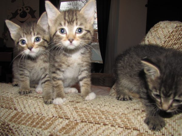 Learn More About Your Cat's Body Language 4 Learn More About Your Cat's Body Language cats | Behaviour & Training