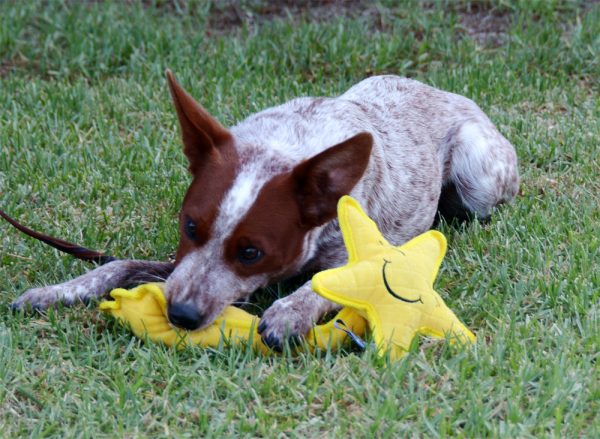 9 Easy Steps To Overcome Bad Breath Of Dogs chew toy 851 | Behaviour & Training