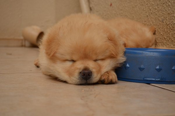 How to Know That Your Dog Is Suffering from Depression?! chowchow 448311 960 720 | Behaviour & Training