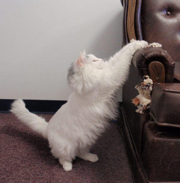 Learn More About Your Cat's Body Language 17 Learn More About Your Cat's Body Language destructive cat | Behaviour & Training