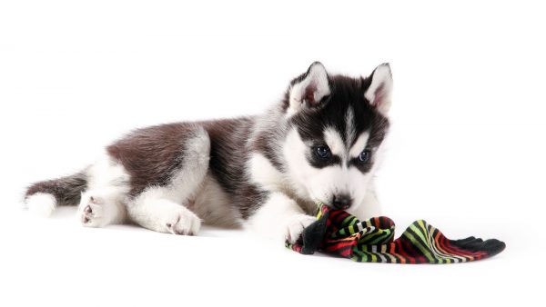 Watch out! You Could Be Shortening Your Dog's Life dog | Dogs