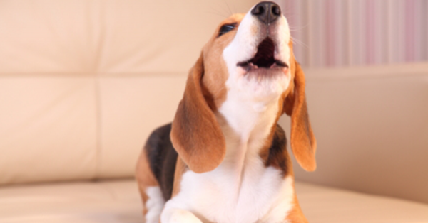 How To Know If Your Dog Is Intelligent? dog barking | Behaviour & Training