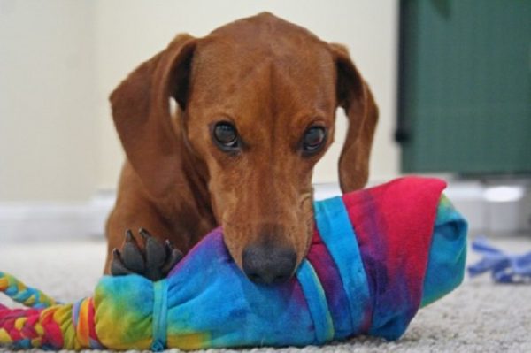 How To Know If Your Dog Is Intelligent? dog gift test | Behaviour & Training