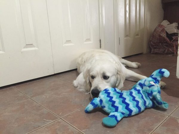 Watch out! You Could Be Shortening Your Dog's Life dog left alone | Dogs