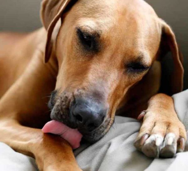 How to Know That Your Dog Is Suffering from Depression?! dog licking his paws | Behaviour & Training