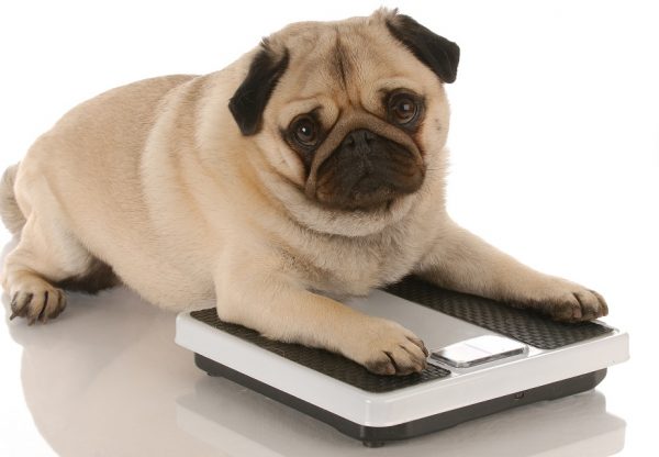 Watch out! You Could Be Shortening Your Dog's Life dog on scale | Dogs