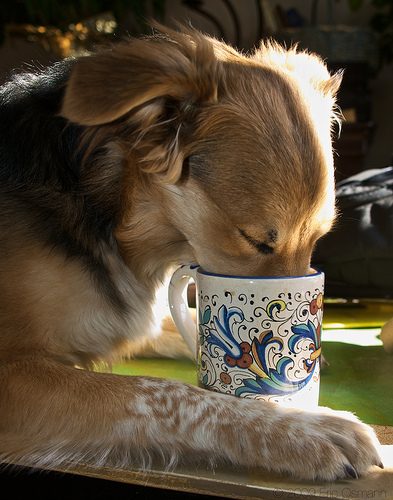 The time is running out. Thinks about these foods your dog shouldn't eat. 2 The time is running out. Thinks about these foods your dog shouldn't eat. dog should never take coffee 1 | Dogs