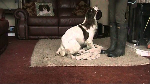 How To Know If Your Dog Is Intelligent? dog towel test | Behaviour & Training