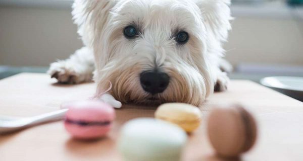 Watch out! You Could Be Shortening Your Dog's Life dogs and treats | Dogs