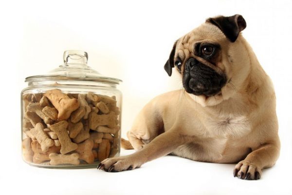 Watch out! You Could Be Shortening Your Dog's Life dogs and treats2 | Dogs