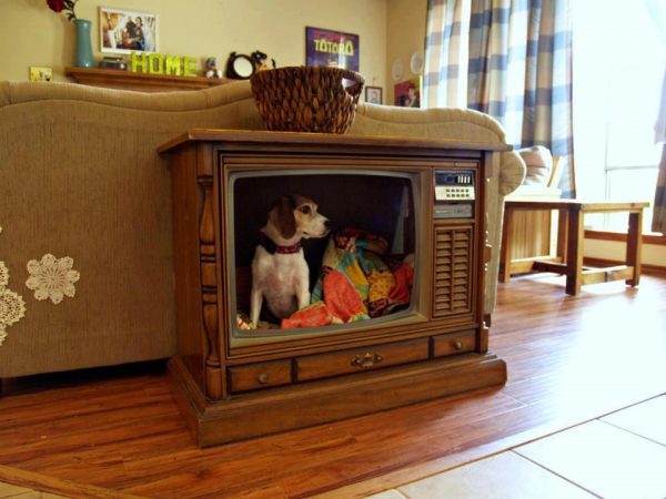 How To Know If Your Dog Is Intelligent? dogs place | Behaviour & Training